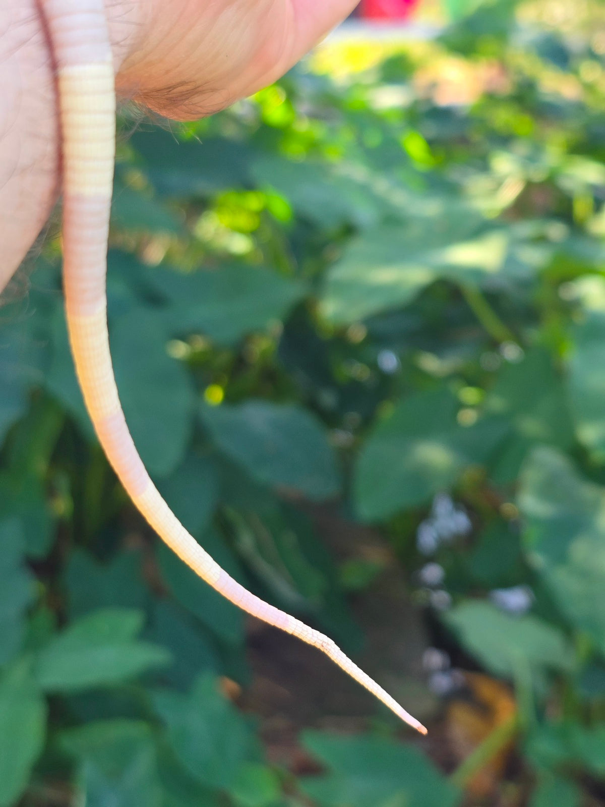 Male Tribrid Albino Tegu-  Apollo x Vanessa