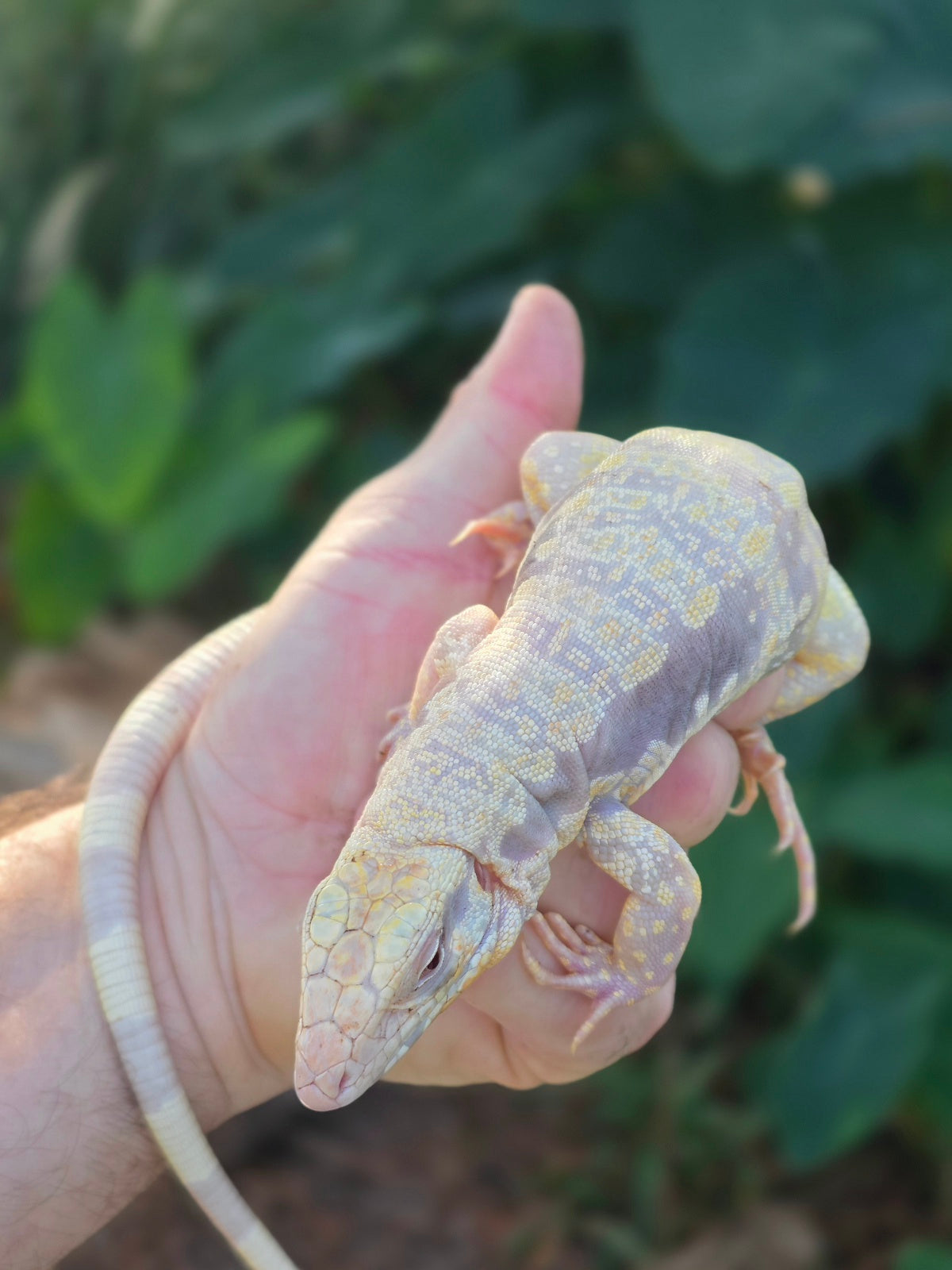 Male Tribrid Albino Tegu-  Apollo x Vanessa
