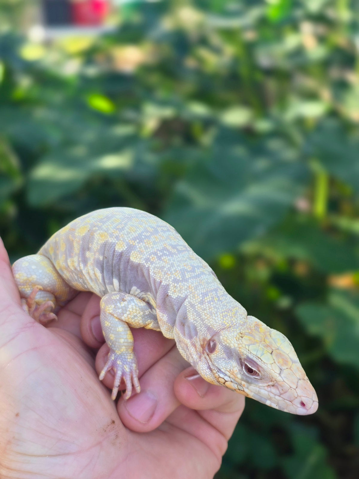 Female Tribrid Albino Tegu-  Apollo x Vanessa
