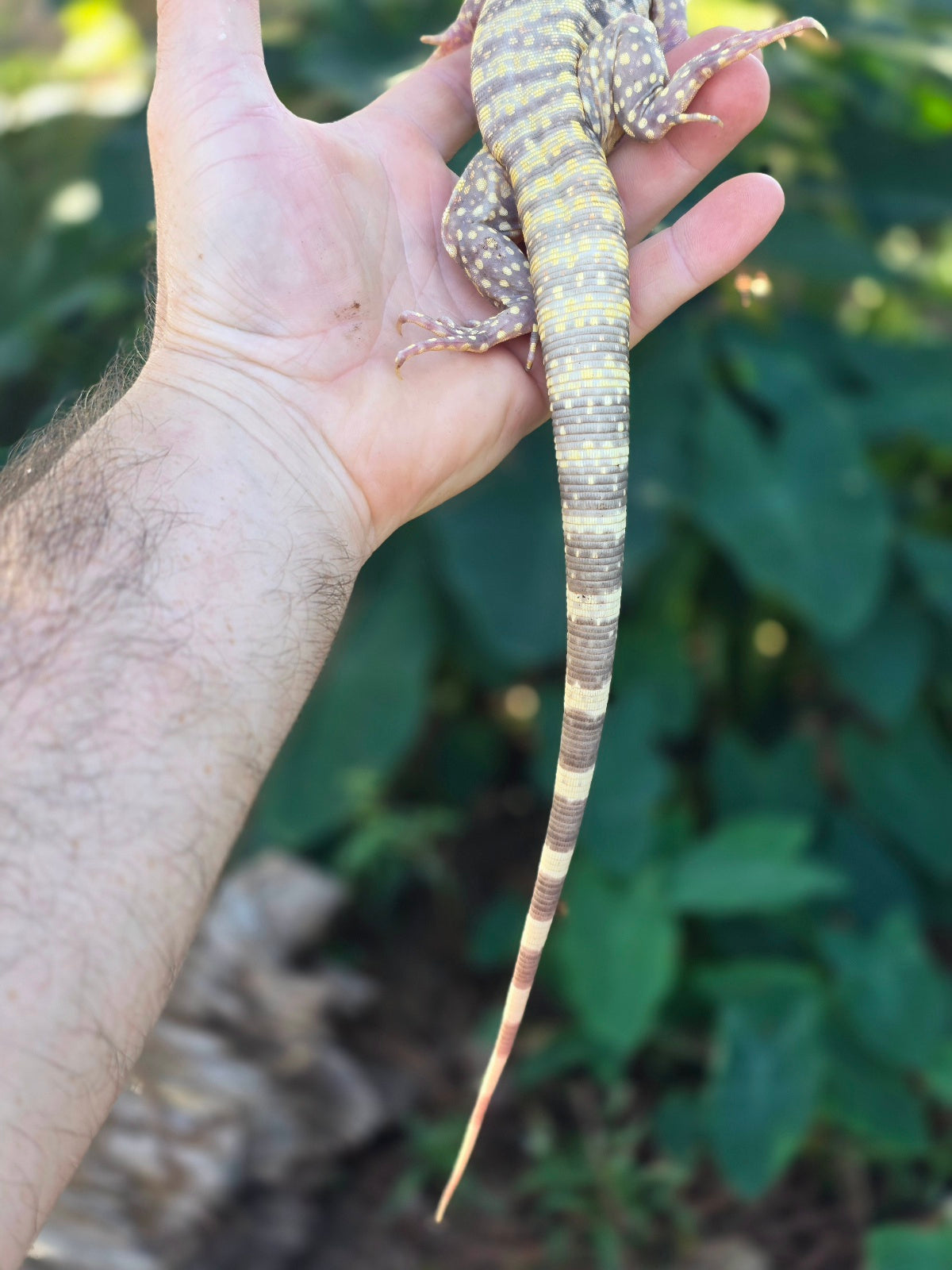 Female Tribrid Albino Tegu-  Apollo x Vanessa