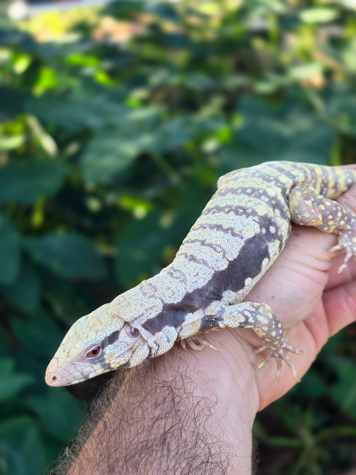Female Tribrid Albino Tegu-  Apollo x Vanessa