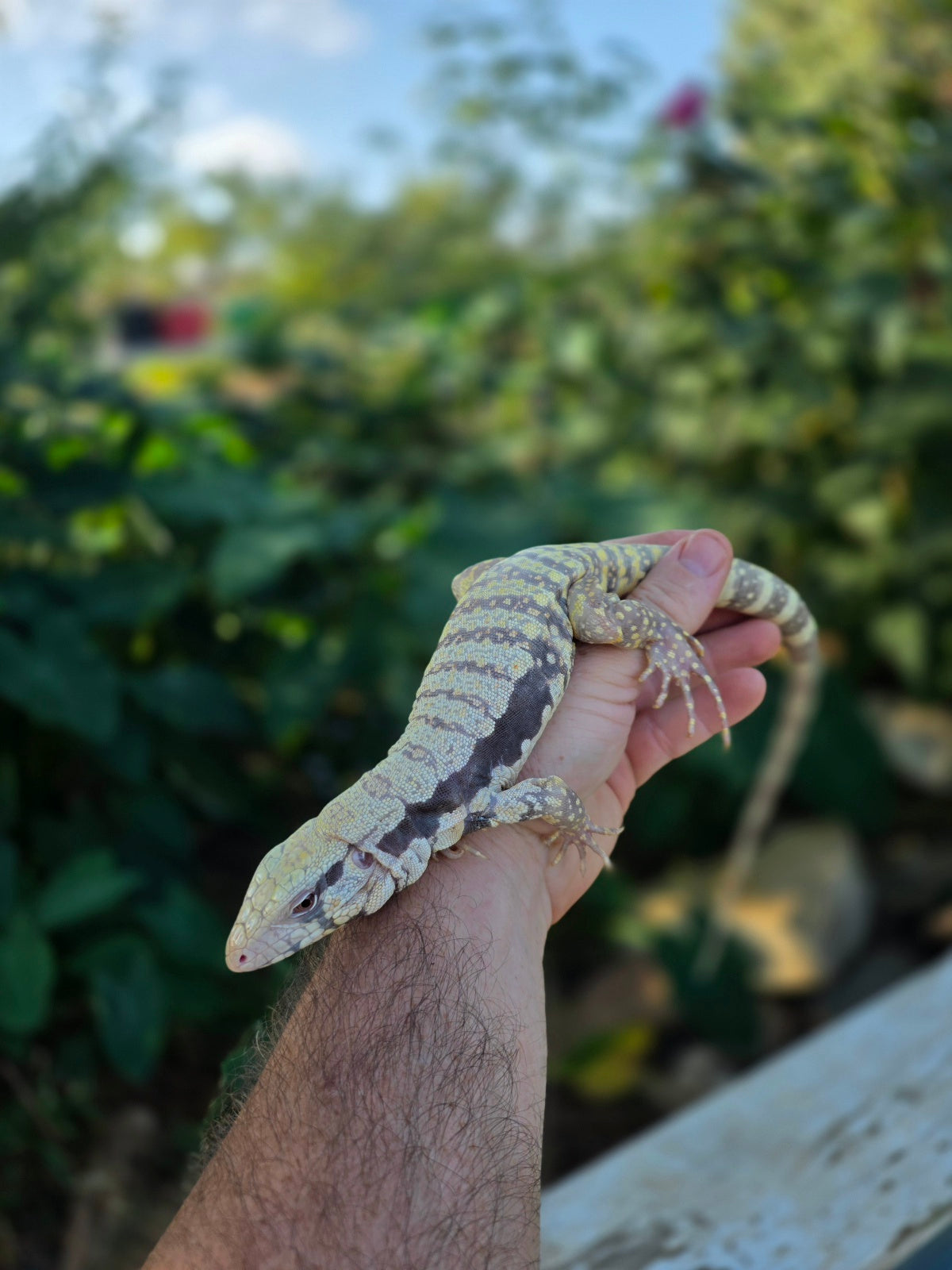 Female Tribrid Albino Tegu-  Apollo x Vanessa