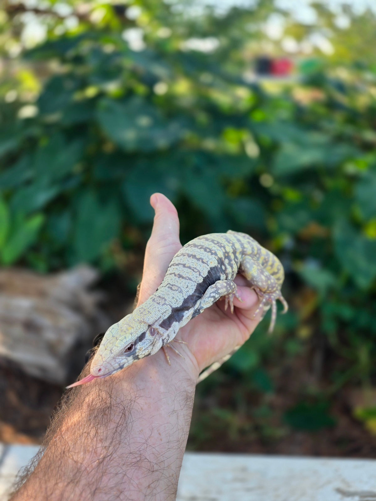 Female Tribrid Albino Tegu-  Apollo x Vanessa