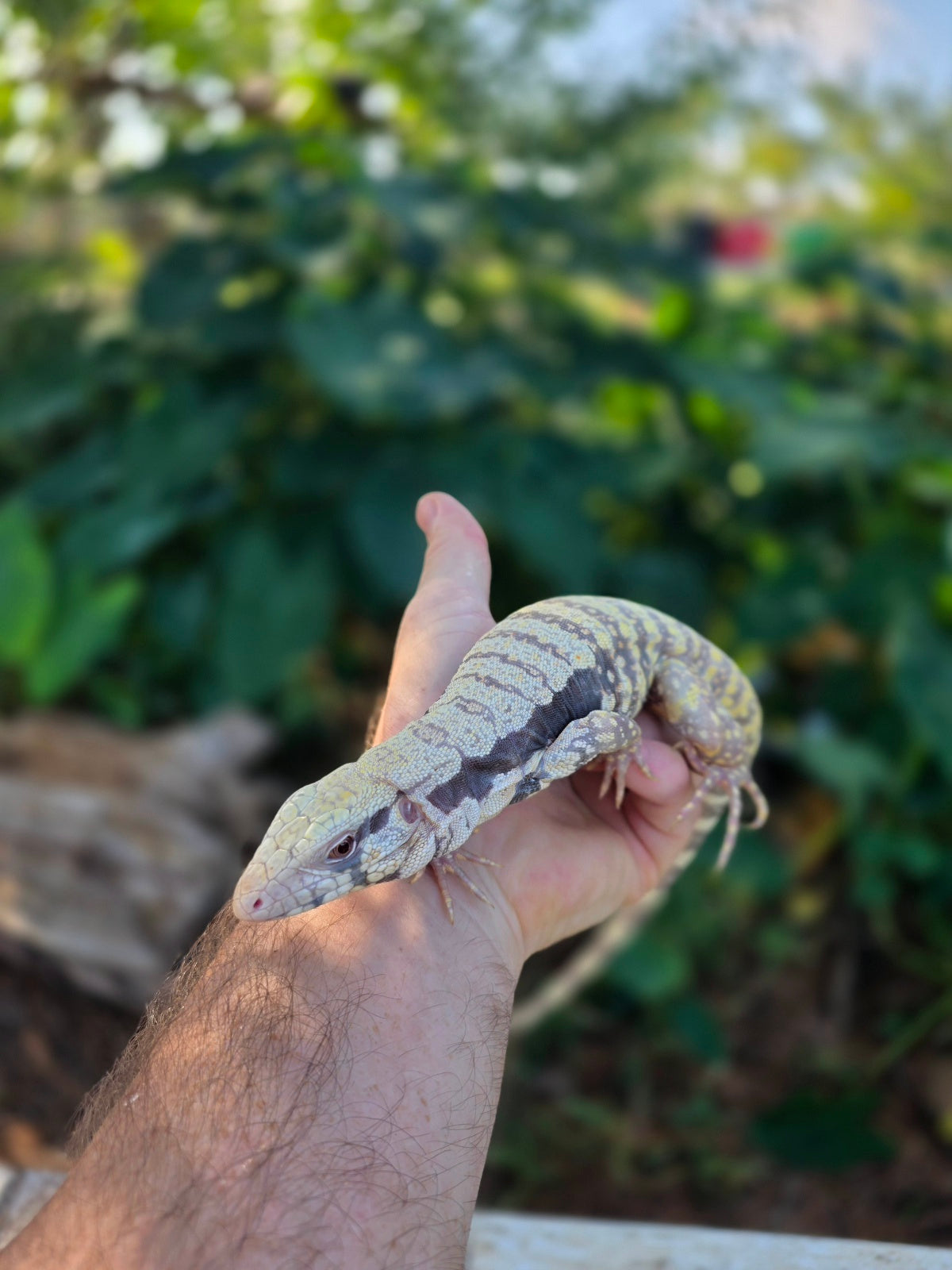 Female Tribrid Albino Tegu-  Apollo x Vanessa