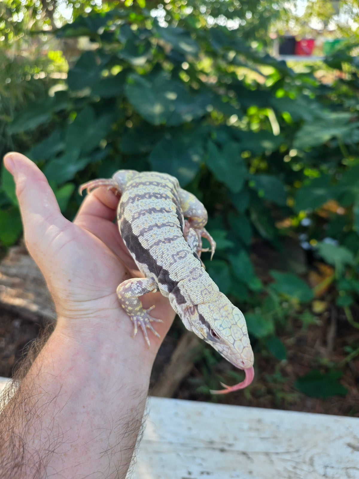 Female Tribrid Albino Tegu-  Apollo x Vanessa