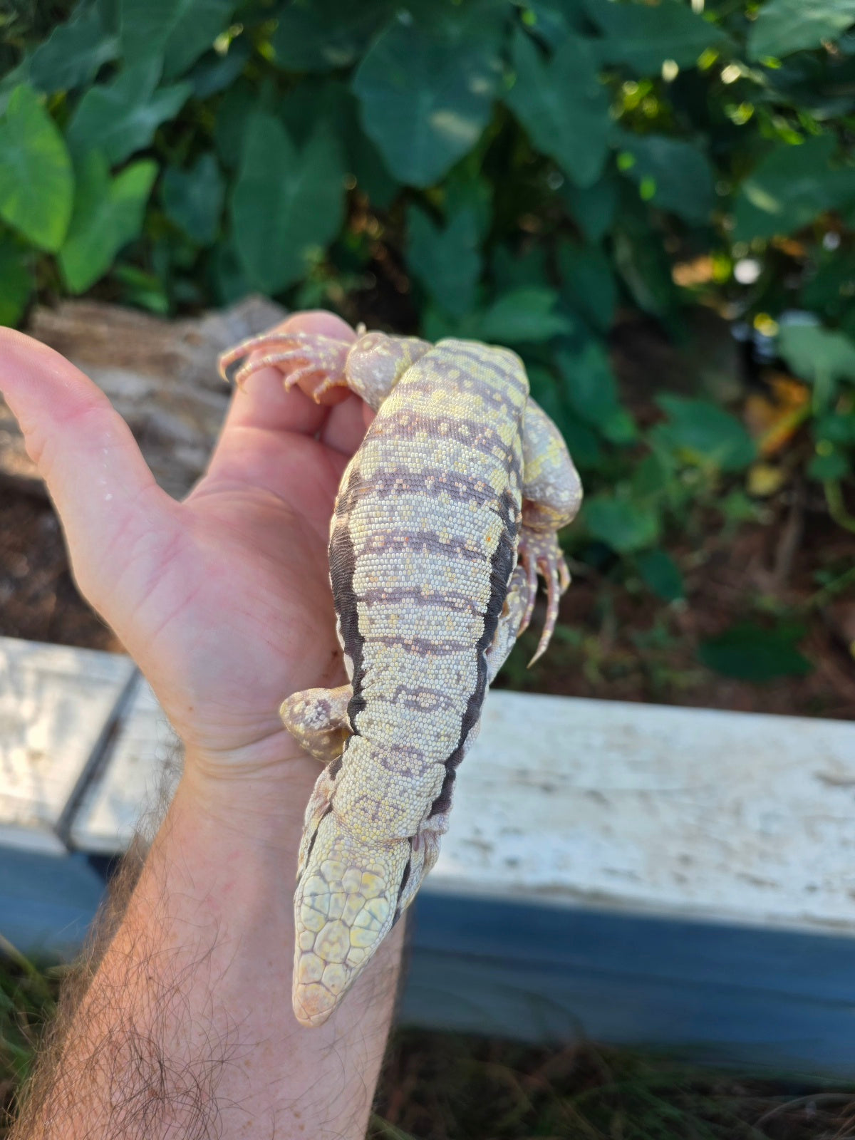 Female Tribrid Albino Tegu-  Apollo x Vanessa