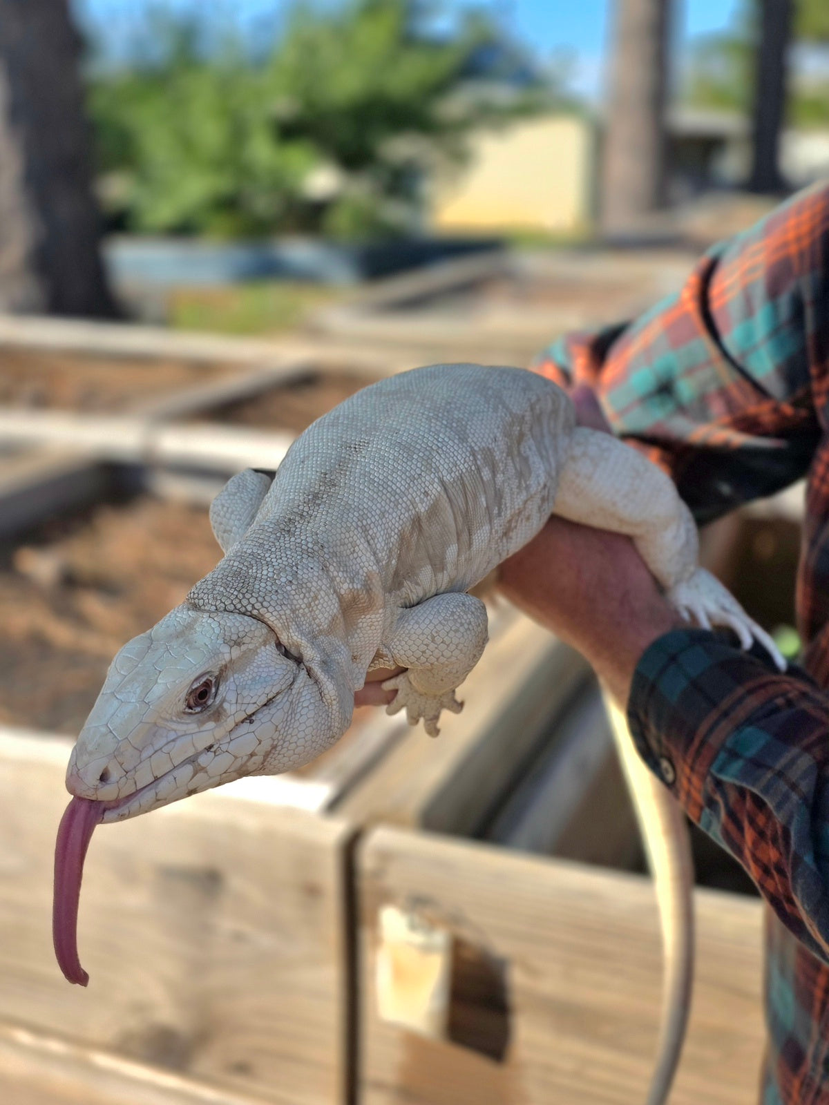 Female Tribrid Albino Tegu-  Apollo x Vanessa