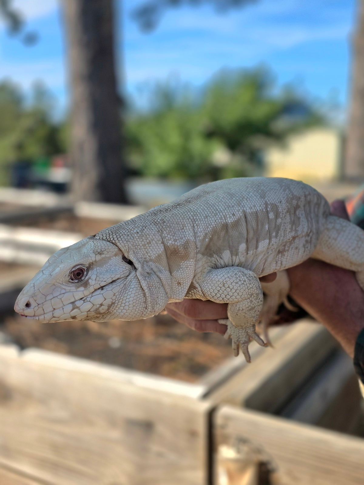 Female Tribrid Albino Tegu-  Apollo x Vanessa