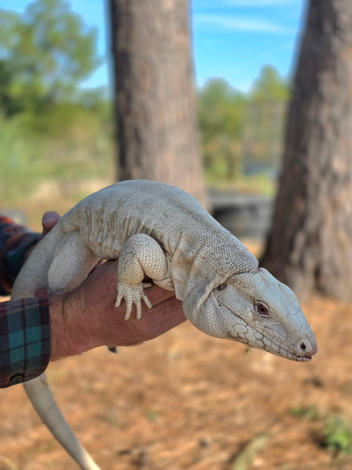 Female Tribrid Albino Tegu-  Apollo x Vanessa