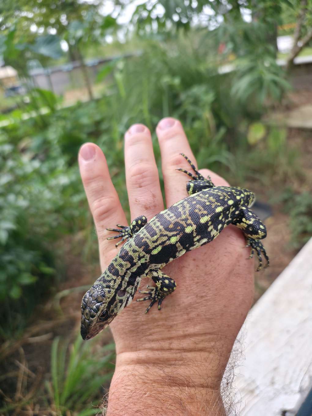 Female Blue Tegu - Stripes X Peggy