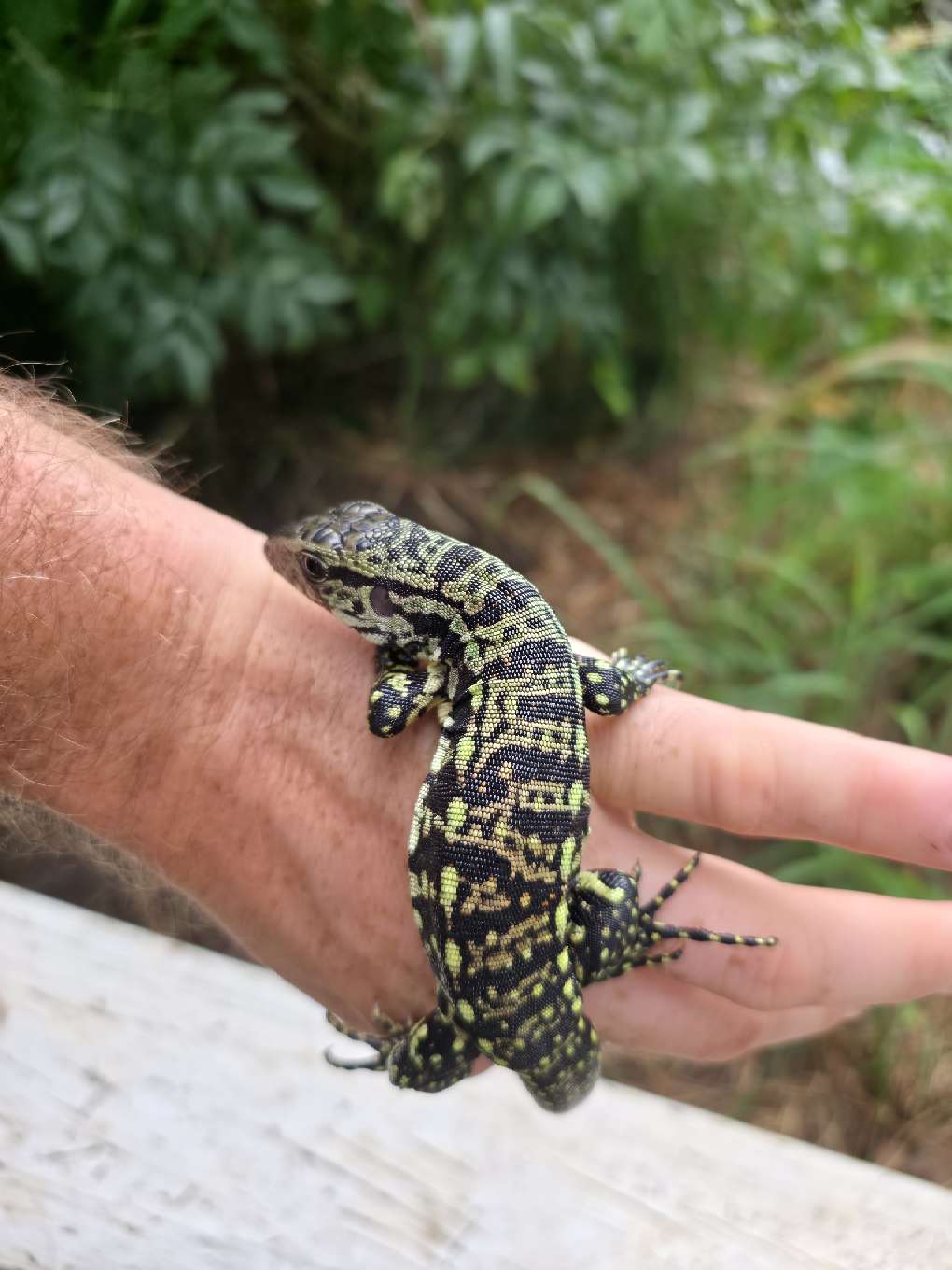 Female Blue Tegu - Stripes X Peggy