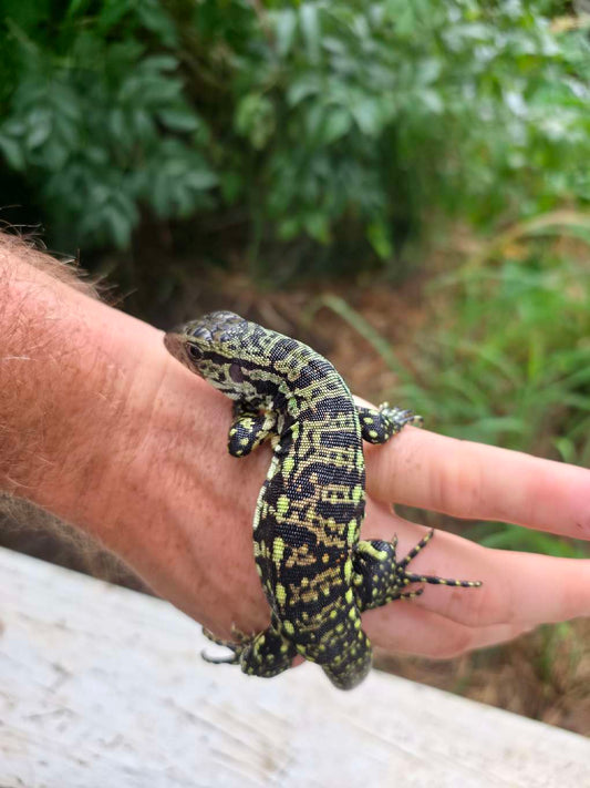 Female Blue Tegu - Stripes X Peggy