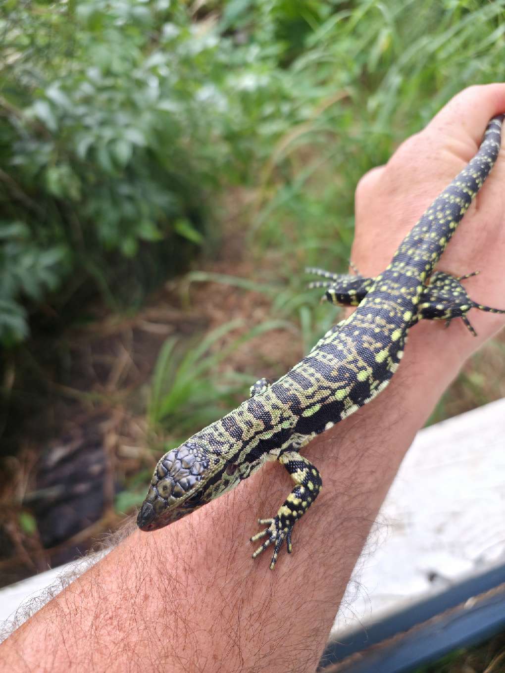 Female Blue Tegu - Stripes X Peggy