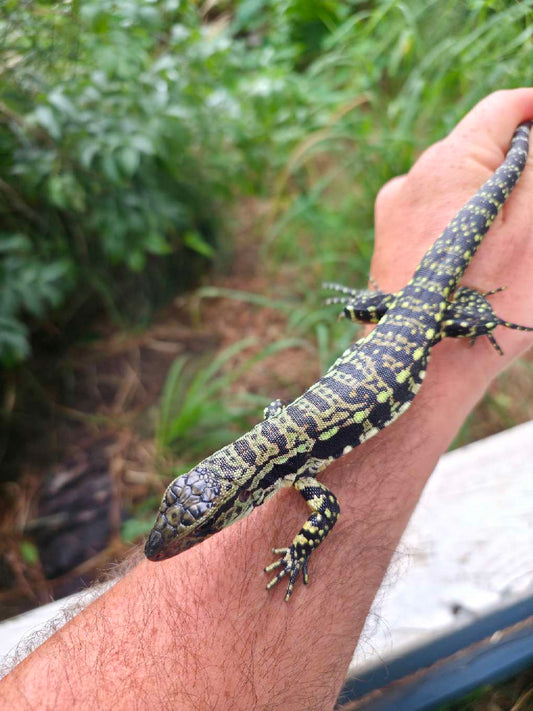Female Blue Tegu - Stripes X Peggy