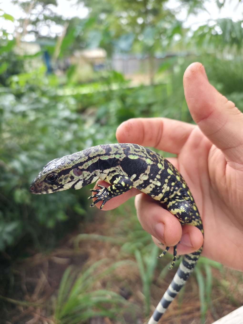 Female Blue Tegu - Stripes X Peggy