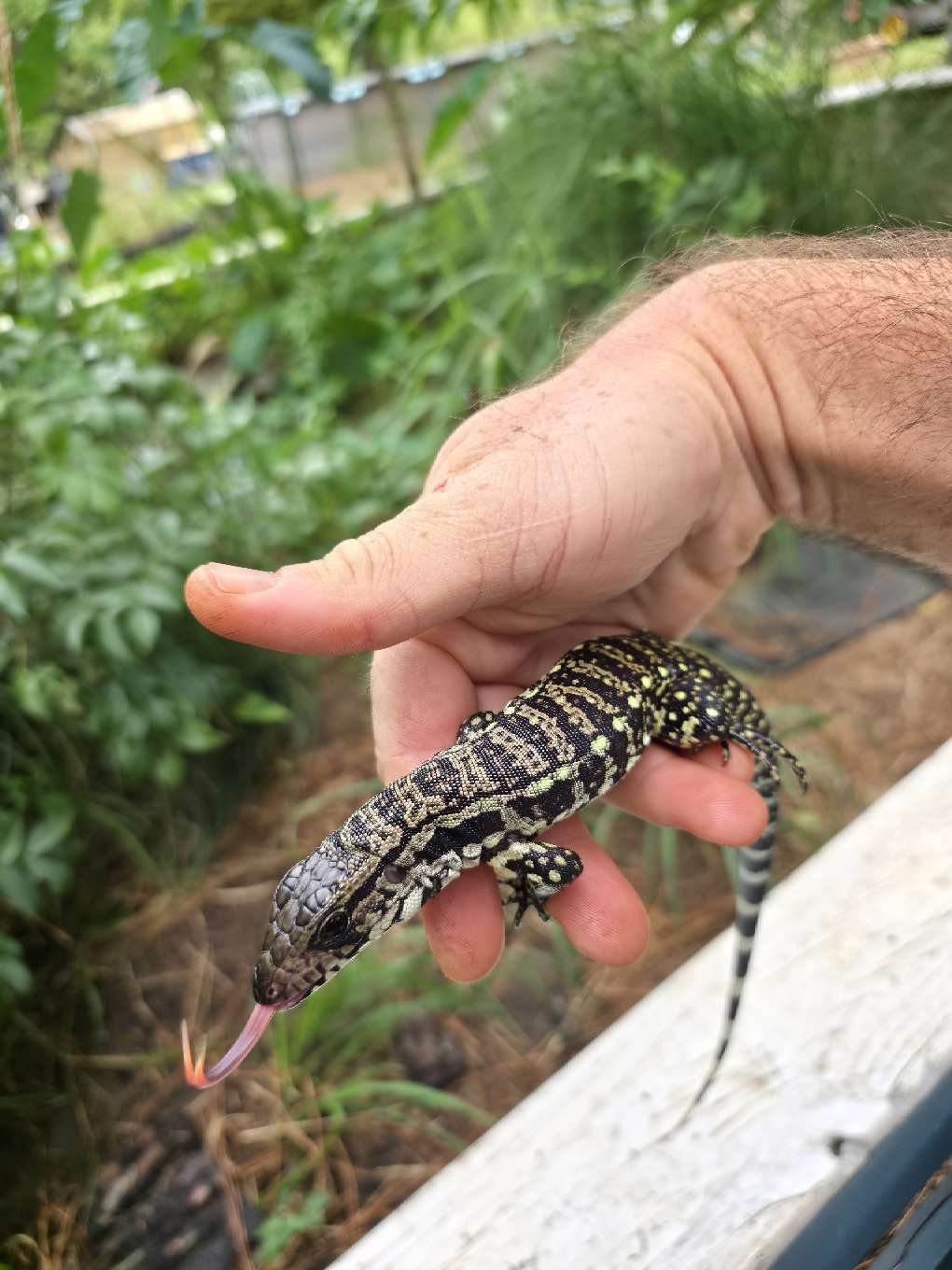 Male Blue Tegu - Stripes X Peggy