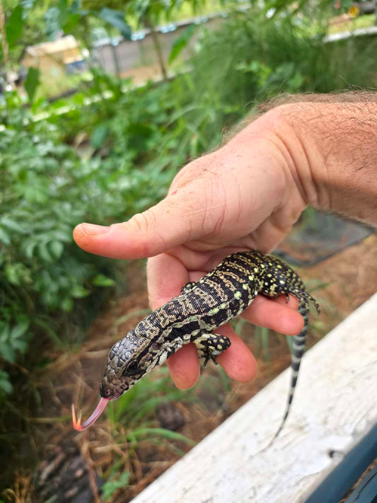 Male Blue Tegu - Stripes X Peggy