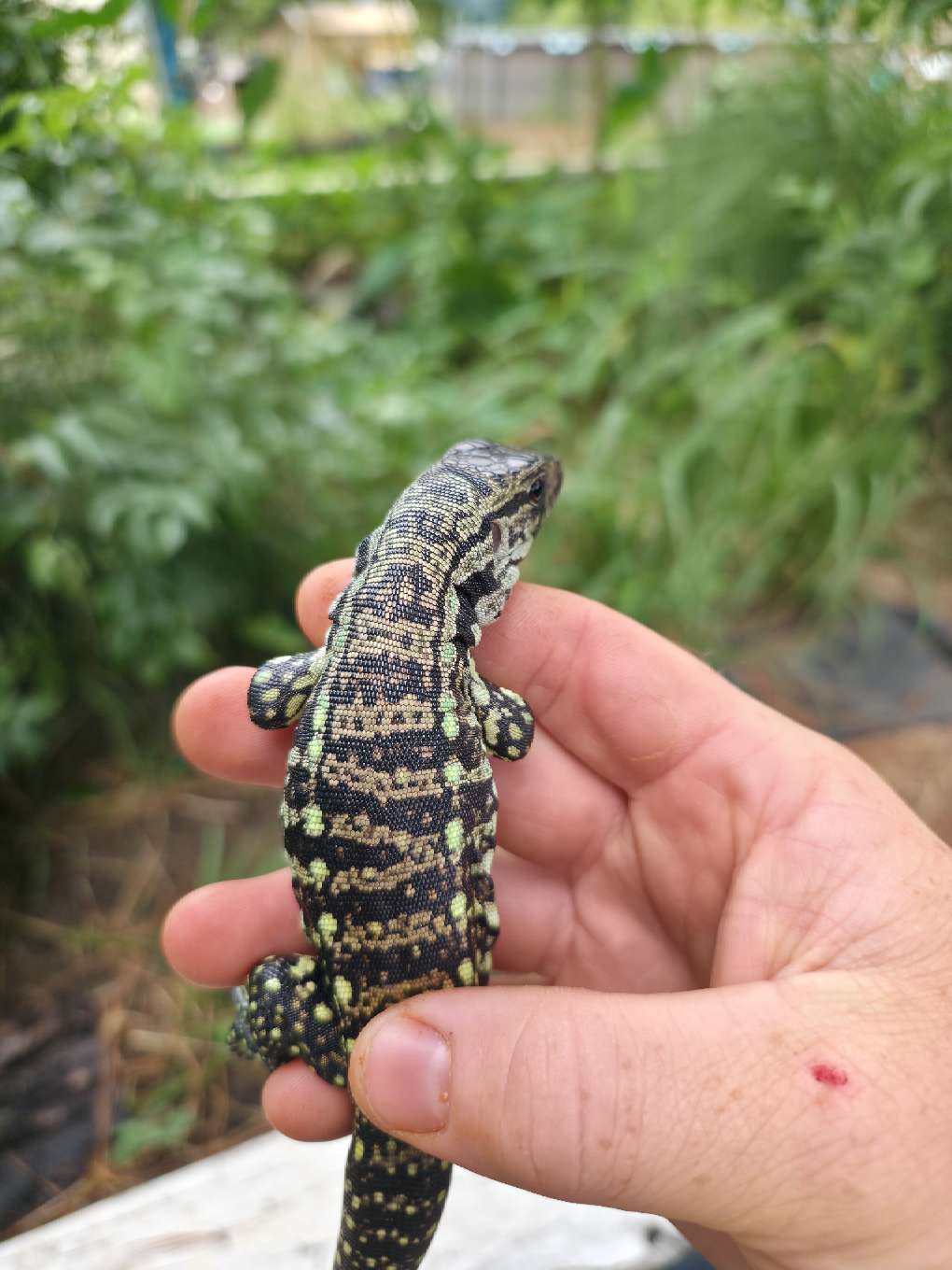 Male Blue Tegu - Stripes X Peggy