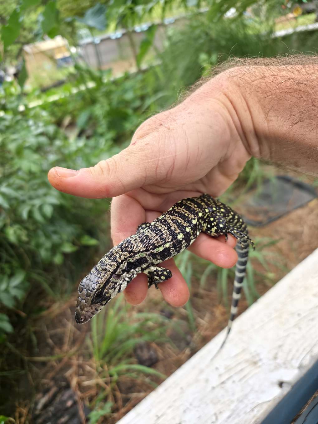 Male Blue Tegu - Stripes X Peggy