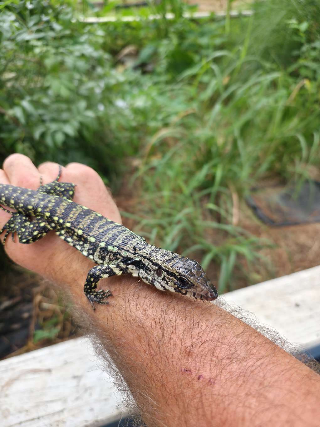 Male Blue Tegu - Stripes X Peggy