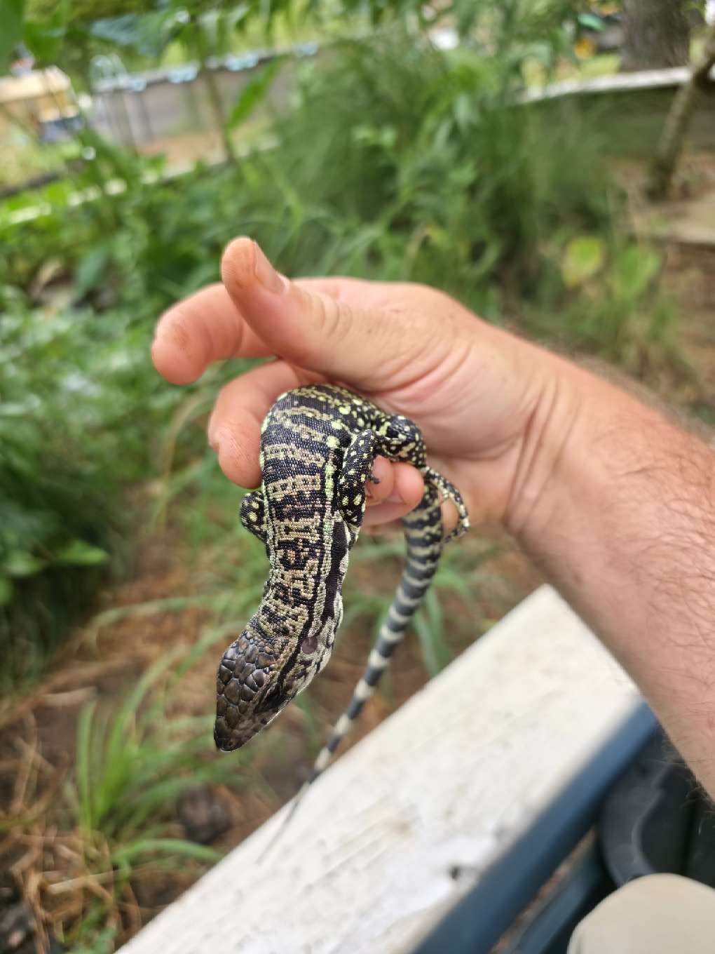 Male Blue Tegu - Stripes X Peggy
