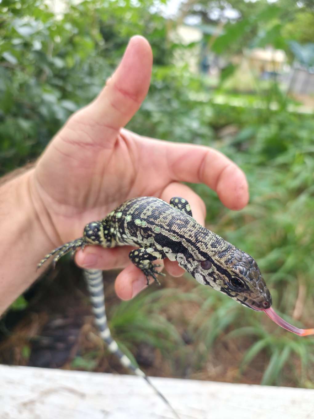 Male Blue Tegu - Stripes X Peggy