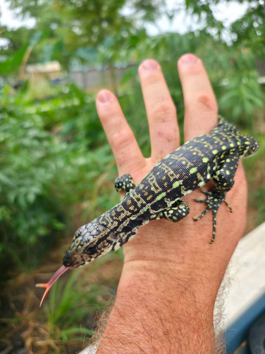 Blue Tegu - Stripes X Peggy 3