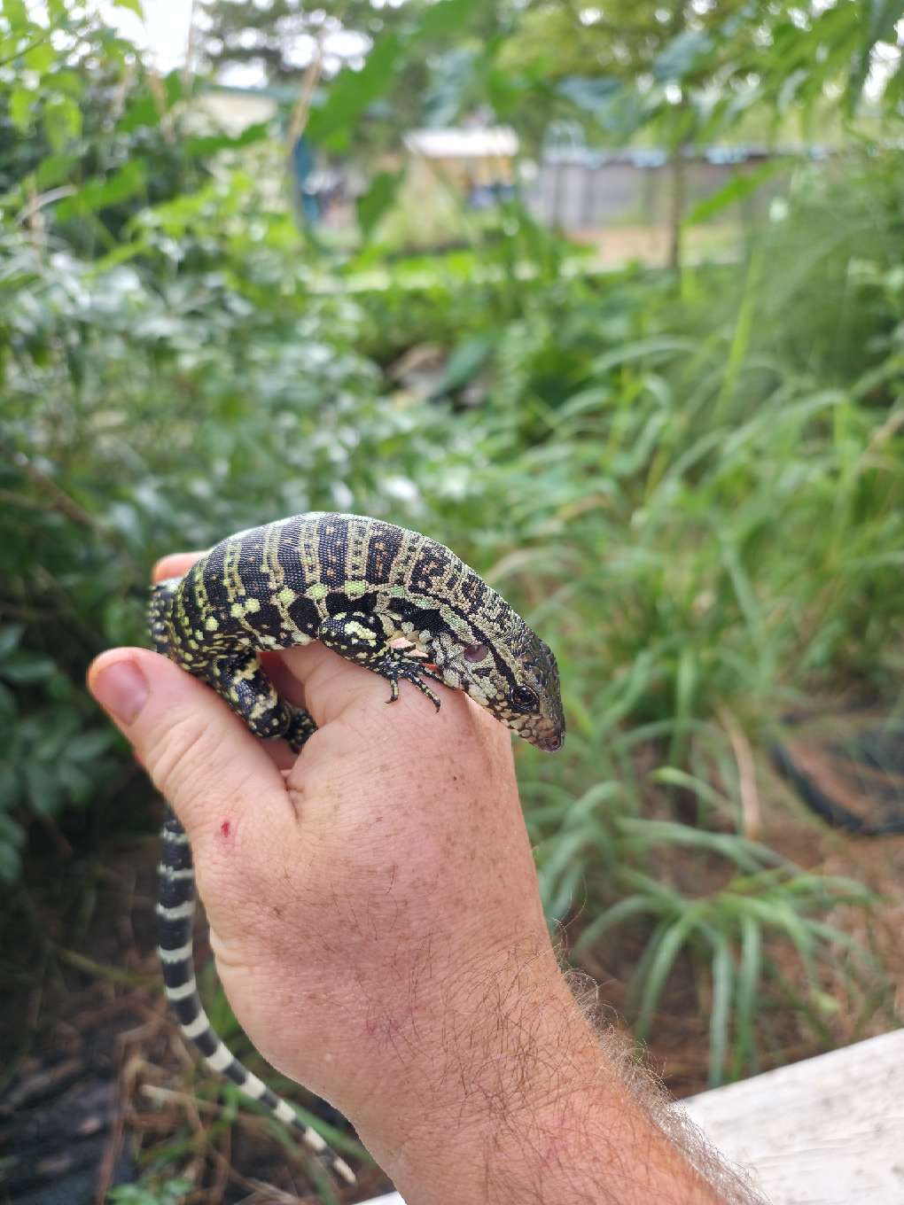 Male Blue Tegu - Stripes X Peggy