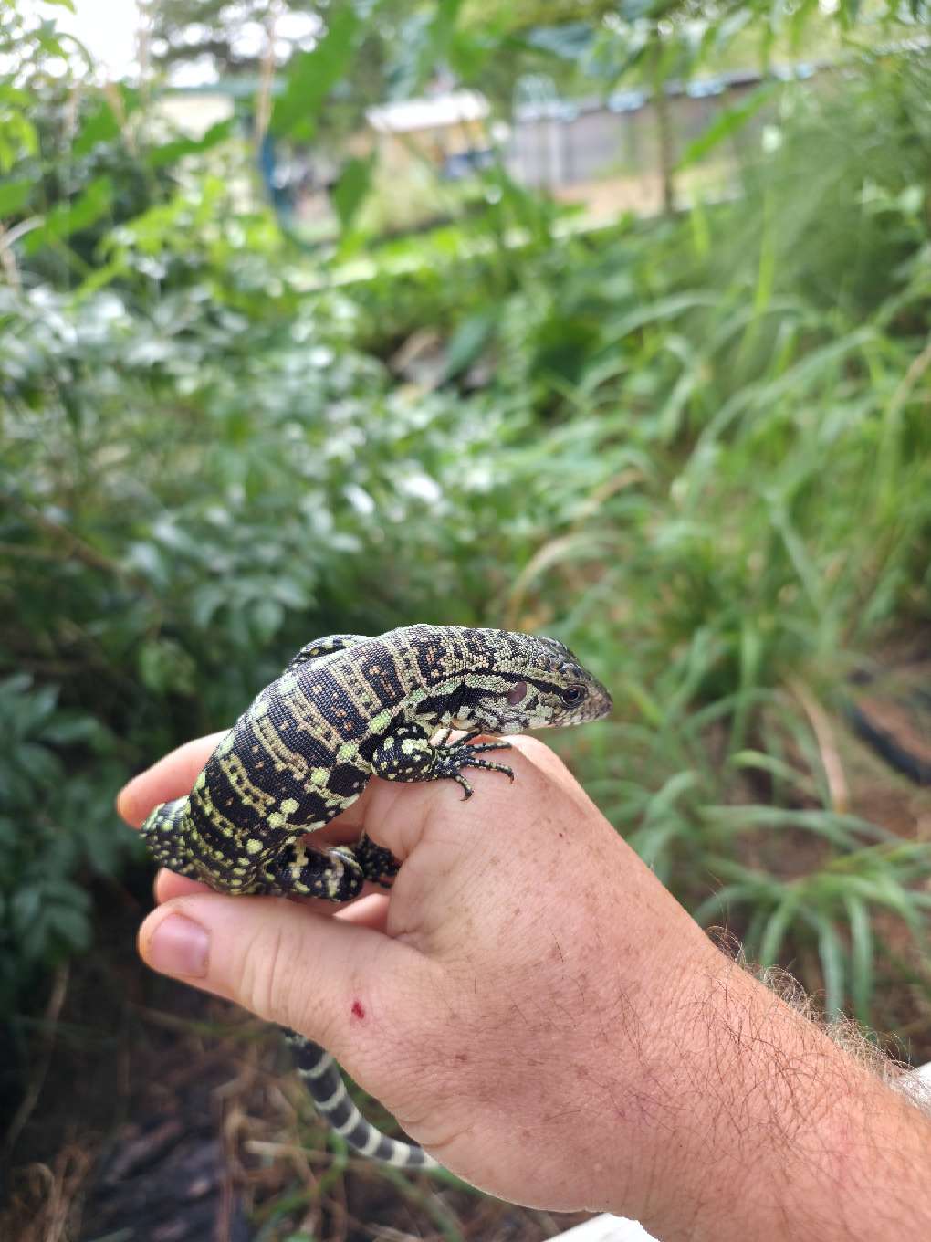 Male Blue Tegu - Stripes X Peggy