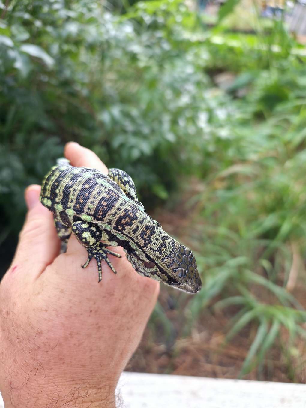 Male Blue Tegu - Stripes X Peggy
