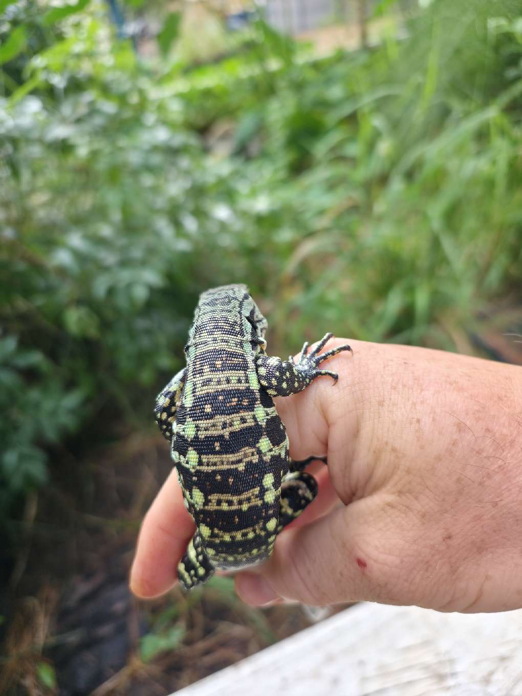Male Blue Tegu - Stripes X Peggy