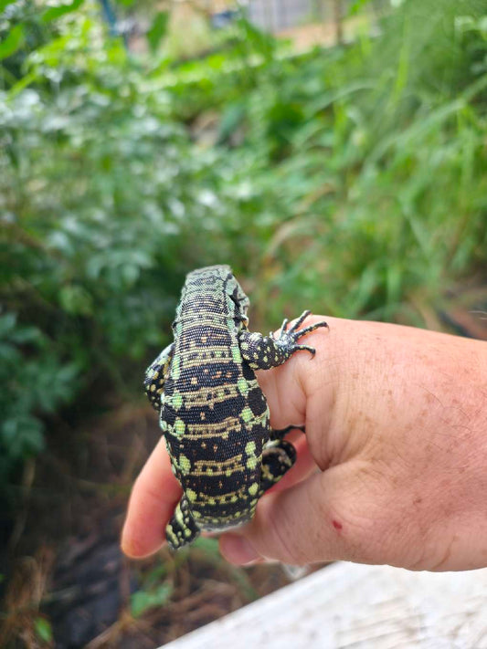 Male Blue Tegu - Stripes X Peggy