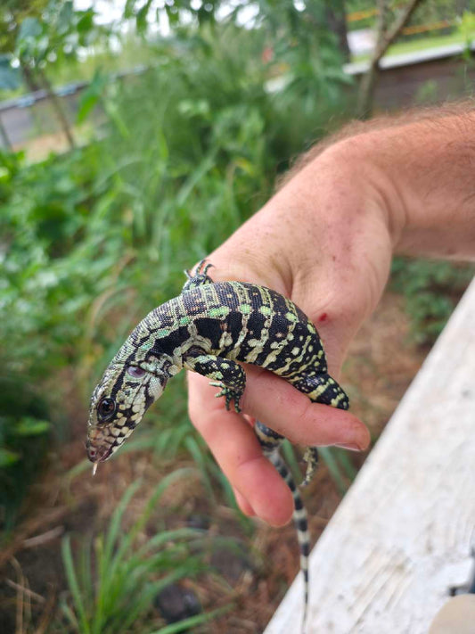 Male Blue Tegu - Stripes X Peggy