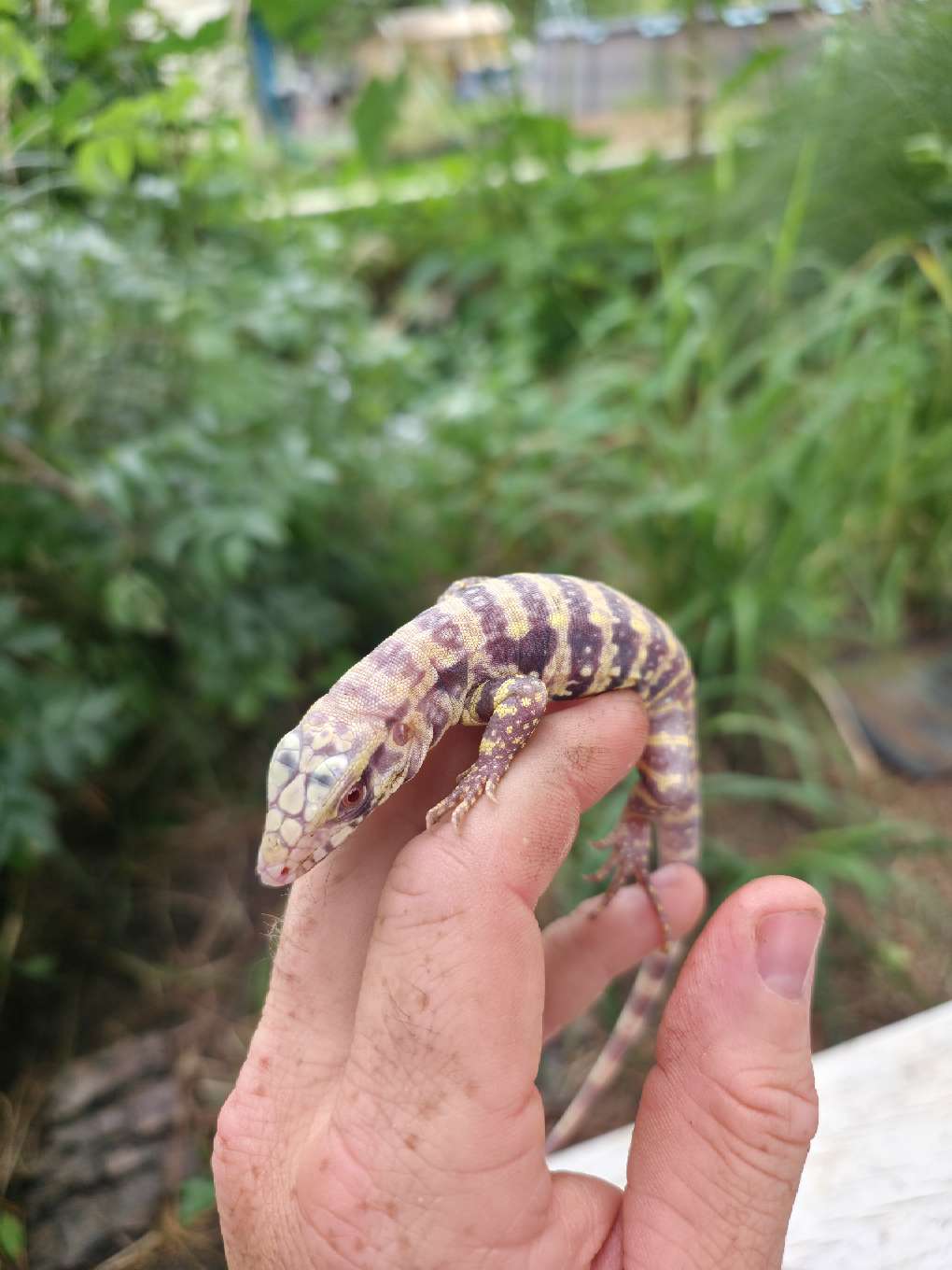 Female Blue Albino Tegu- JJ x Tiffany