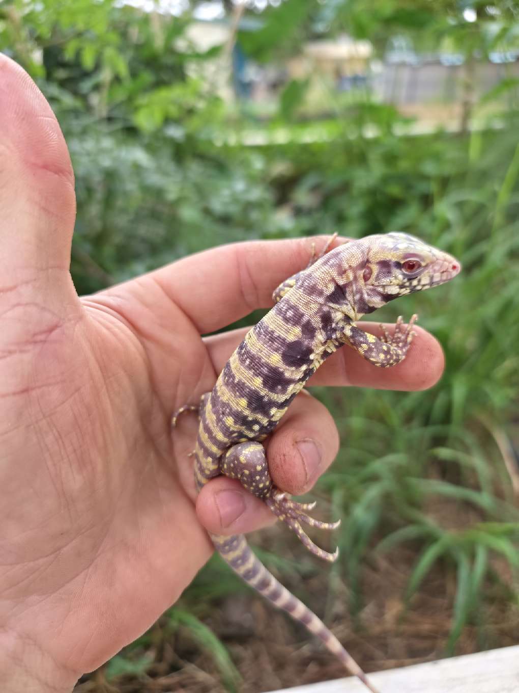 Female Blue Albino Tegu- JJ x Tiffany