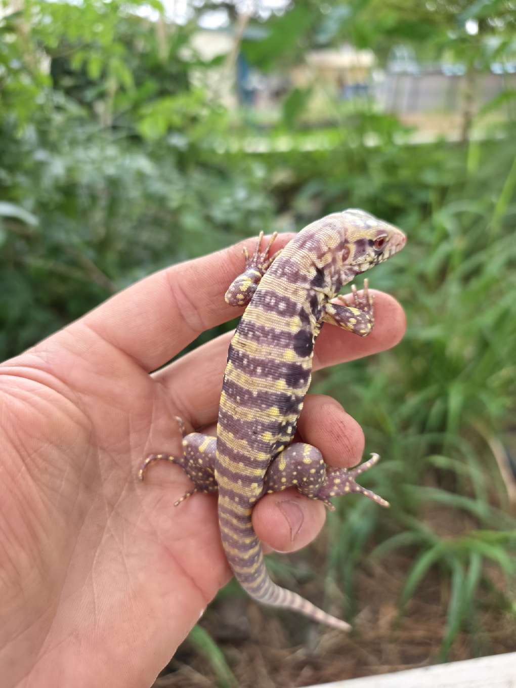 Female Blue Albino Tegu- JJ x Tiffany