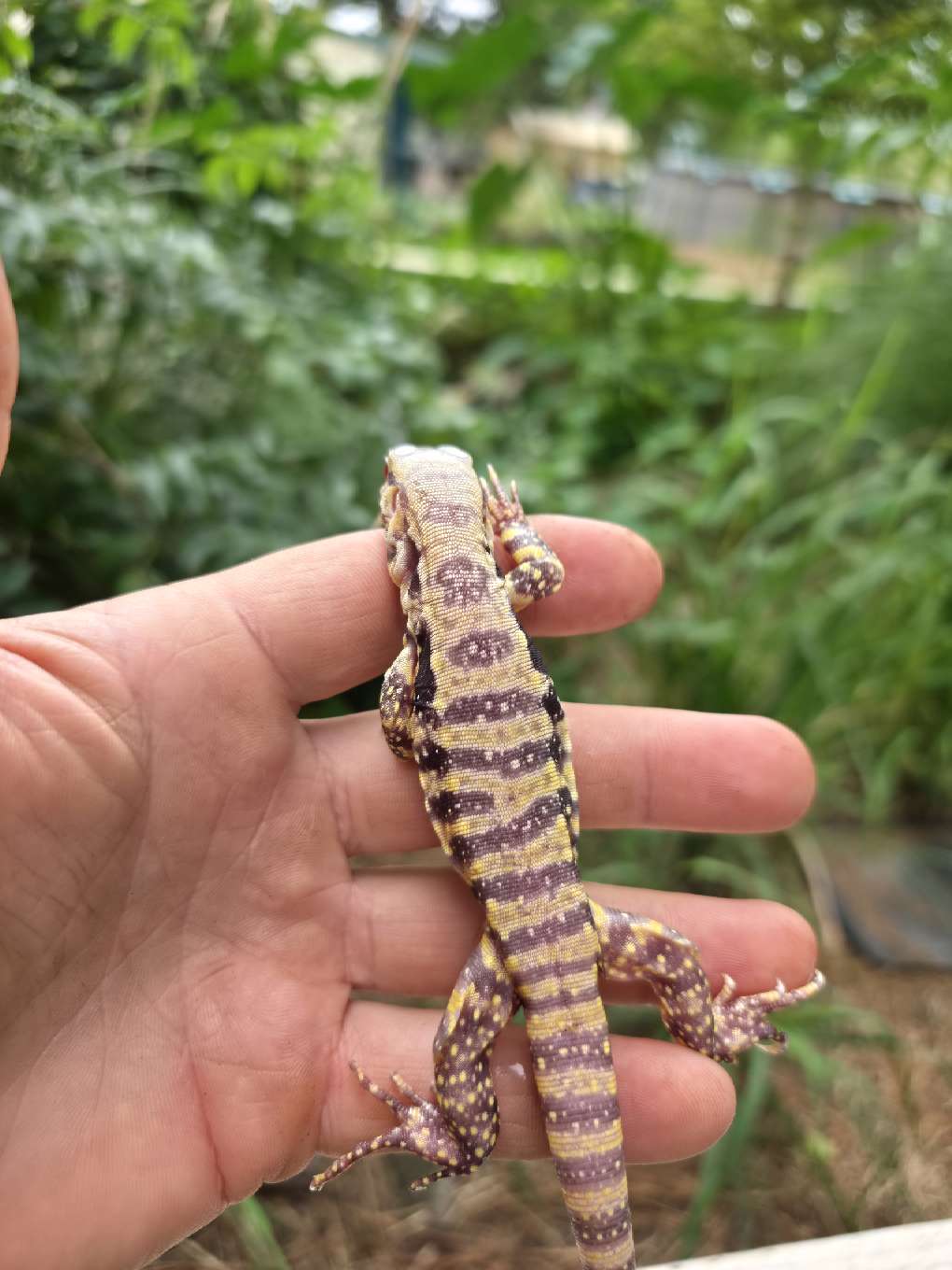 Male Blue Albino Tegu- JJ x Tiffany