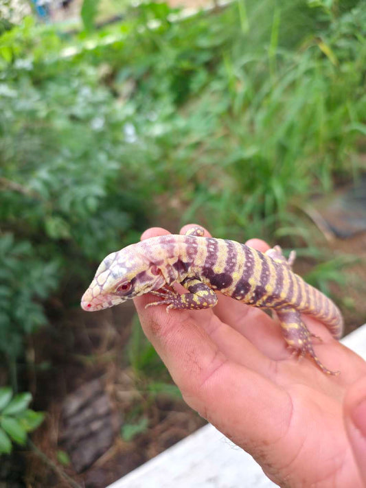 Female Blue Albino Tegu- JJ x Tiffany