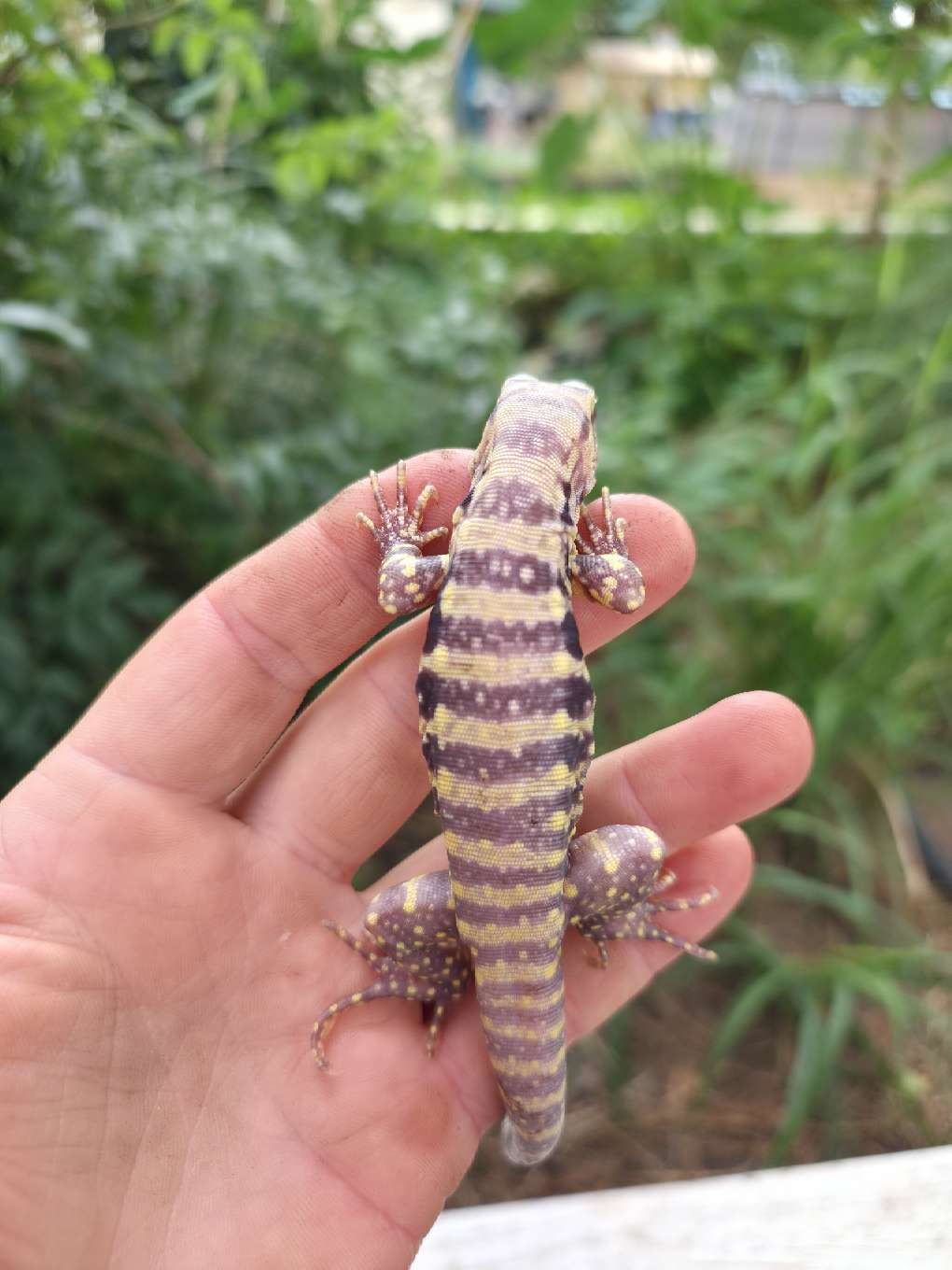 Female Blue Albino Tegu- JJ x Tiffany