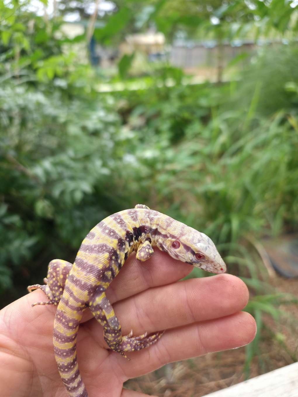 Male Blue Albino Tegu- JJ x Tiffany