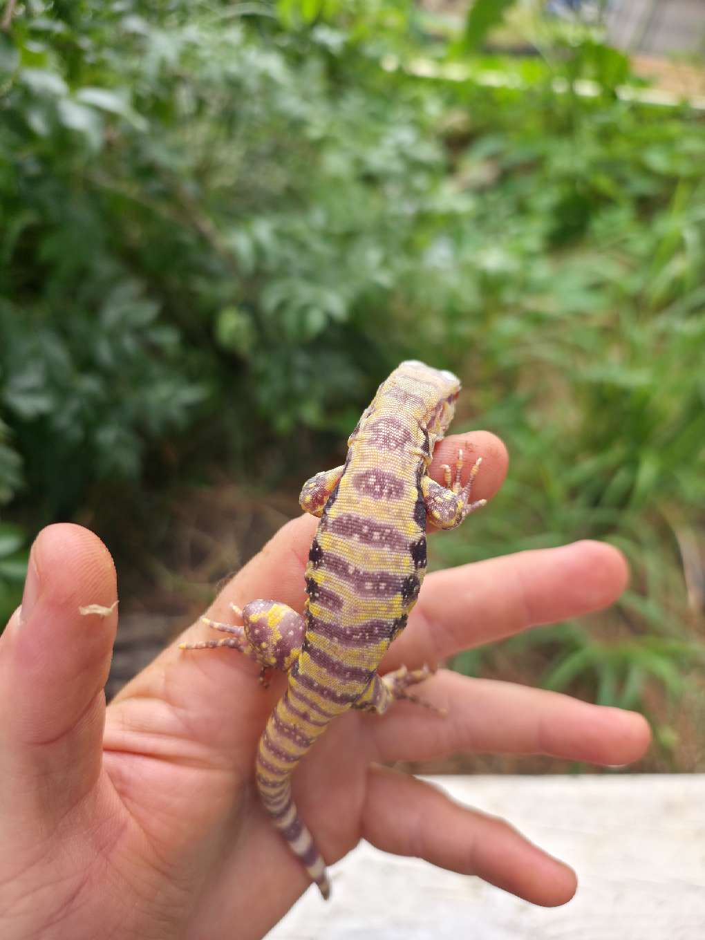 Male Blue Albino Tegu- JJ x Tiffany