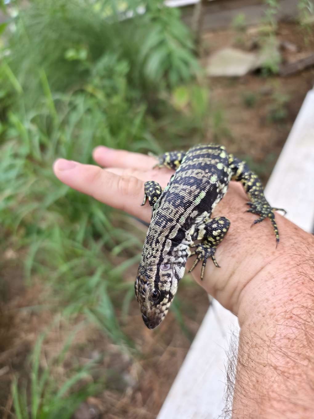 Female Blue Tegu- JJ x Tiffany