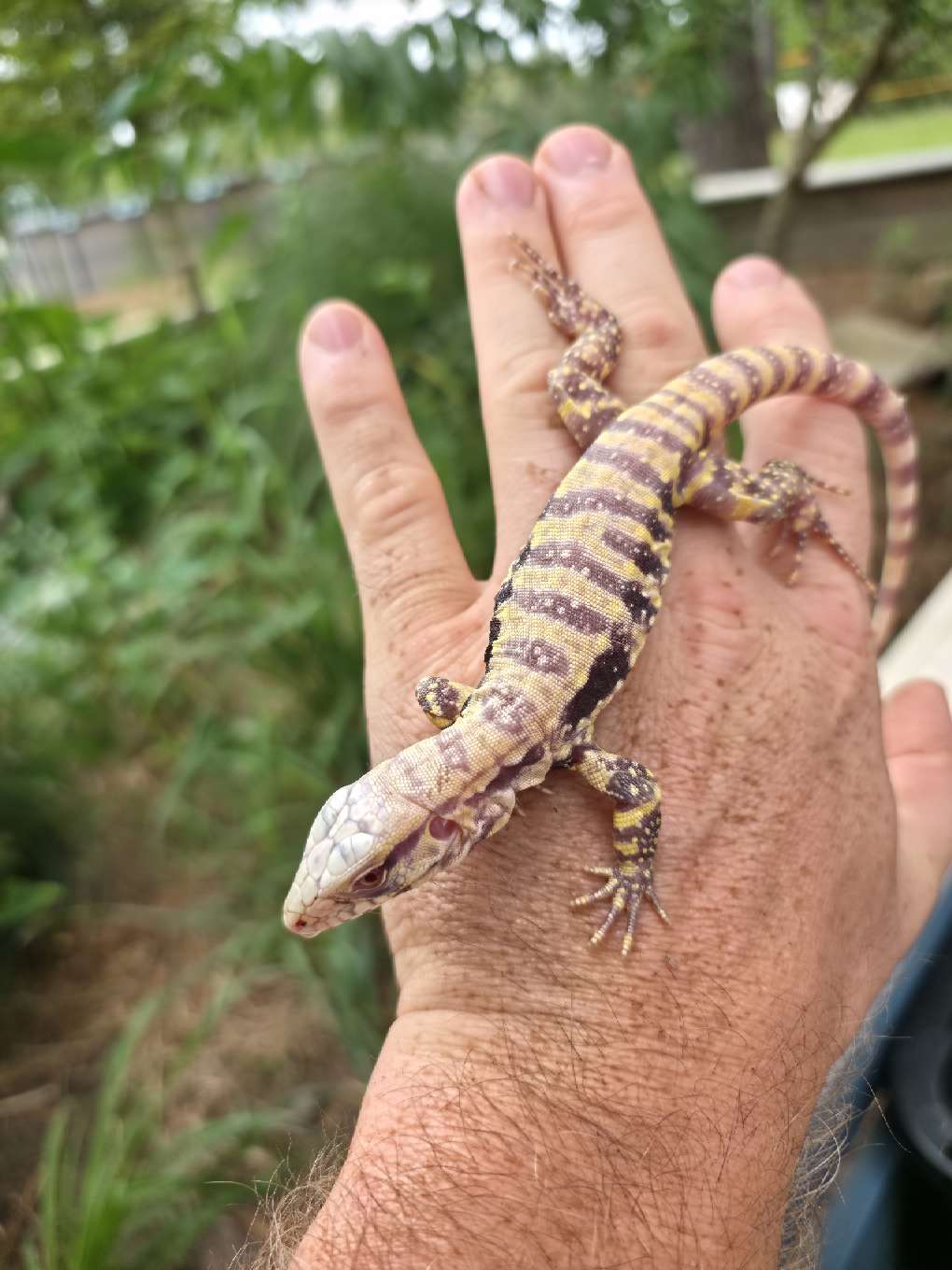 Male Blue Albino Tegu- JJ x Tiffany