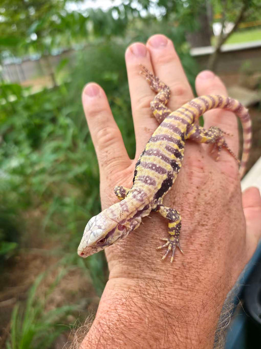 Male Blue Albino Tegu- JJ x Tiffany