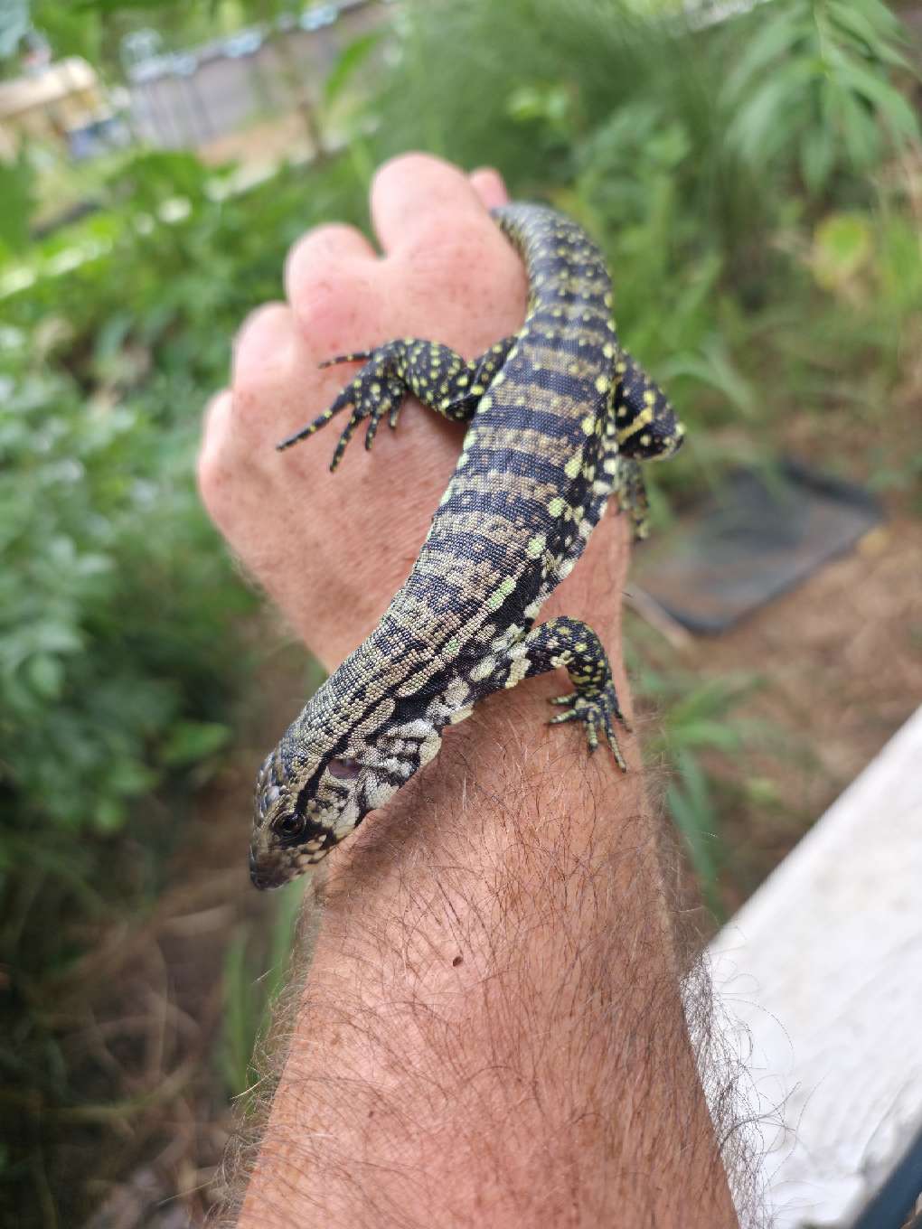 Female Blue Tegu- JJ x Tiffany