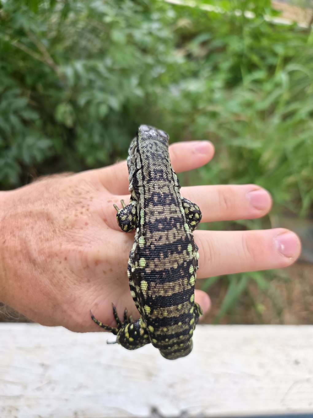 Female Blue Tegu- JJ x Tiffany