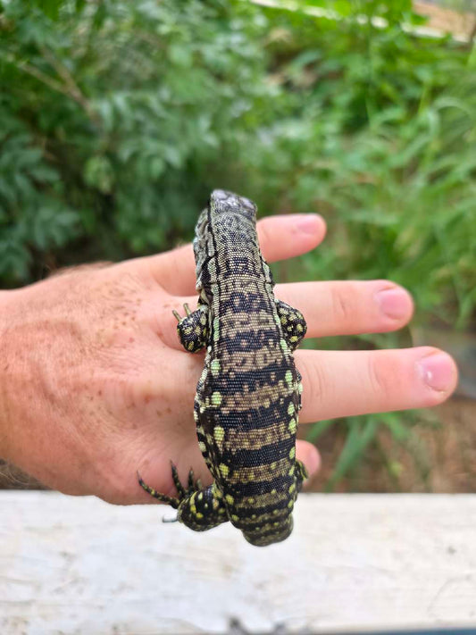 Female Blue Tegu- JJ x Tiffany