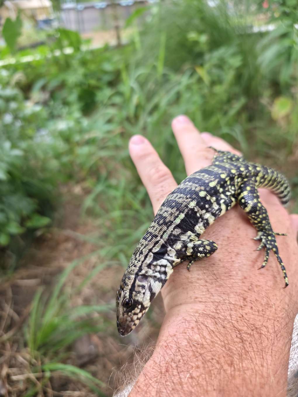 Female Blue Tegu- JJ x Tiffany