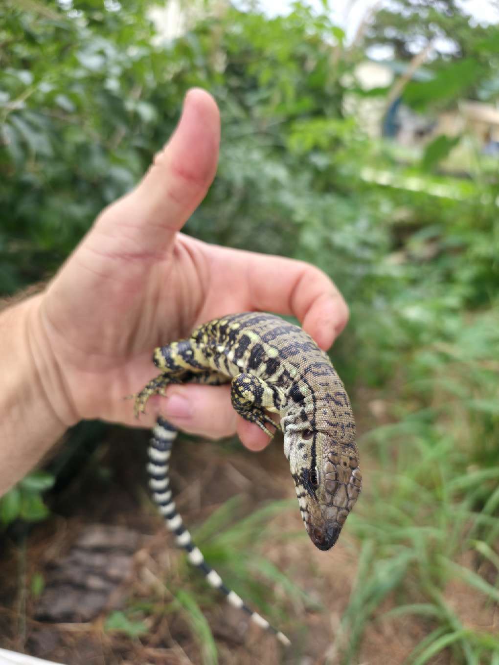 Female Blue Tegu- JJ x Tiffany
