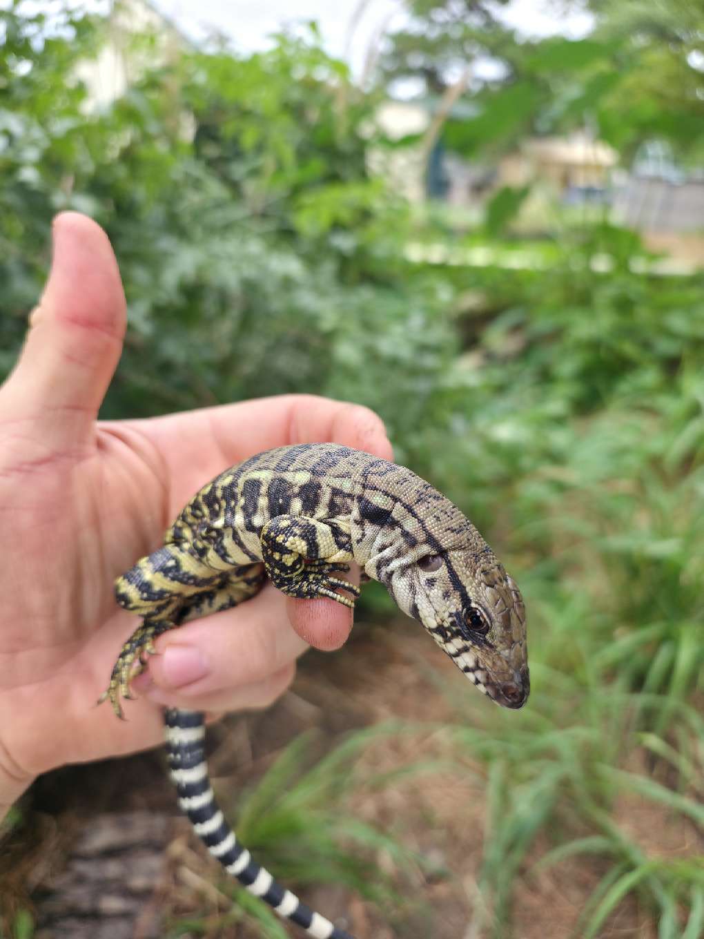Female Blue Tegu- JJ x Tiffany